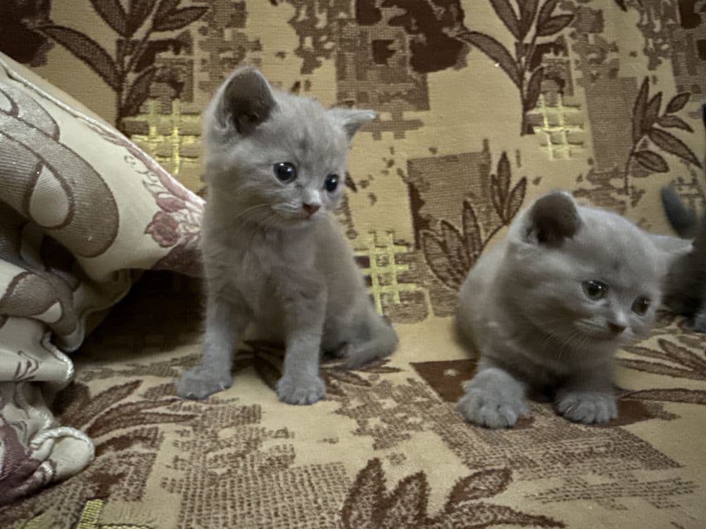 «Кошка мечты — не царапается, мурчит как Rolls-Royce” — 3