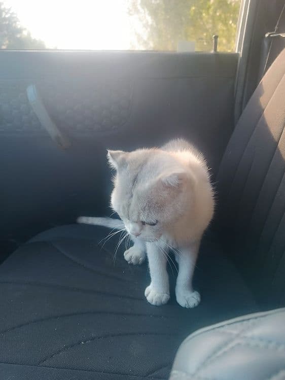 Nasldor British Shorthair mushuk sotiladi – juda chiroyli va mehribon — 1