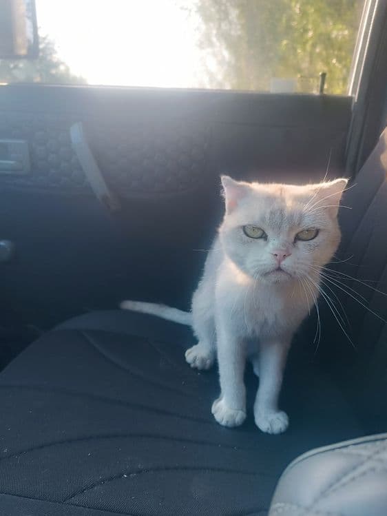 Nasldor British Shorthair mushuk sotiladi – juda chiroyli va mehribon — 2