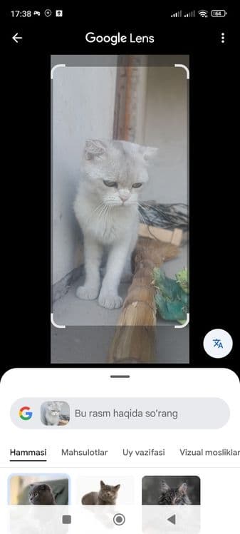 Nasldor British Shorthair mushuk sotiladi – juda chiroyli va mehribon — 3