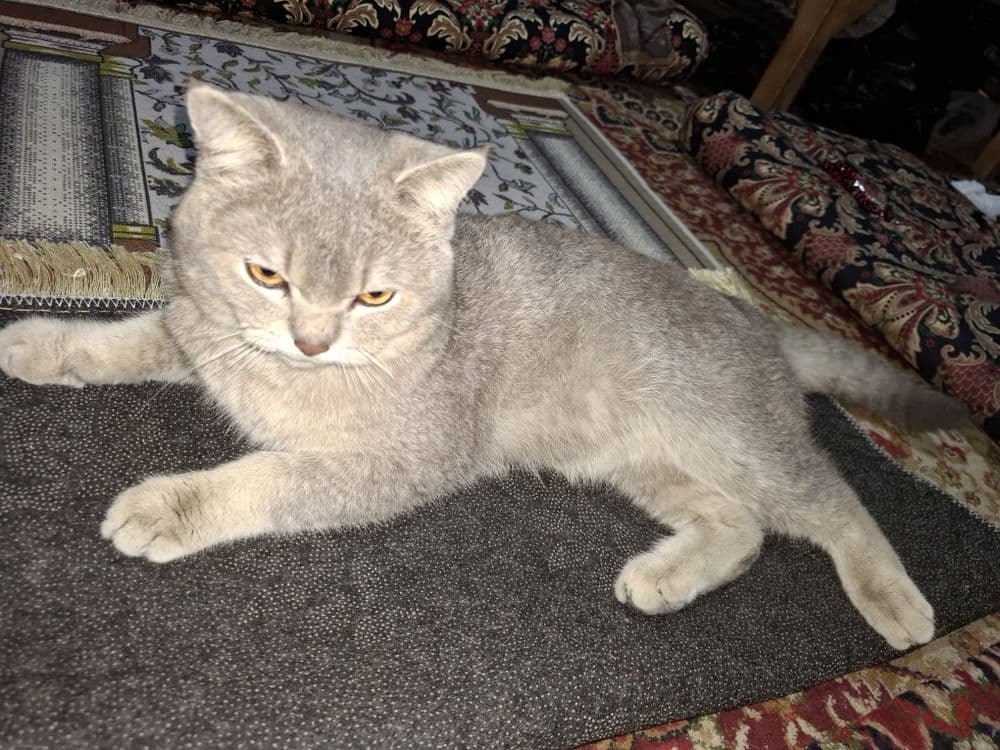 Zotli mushuk oʻg'ilbola 1 yosh — 2