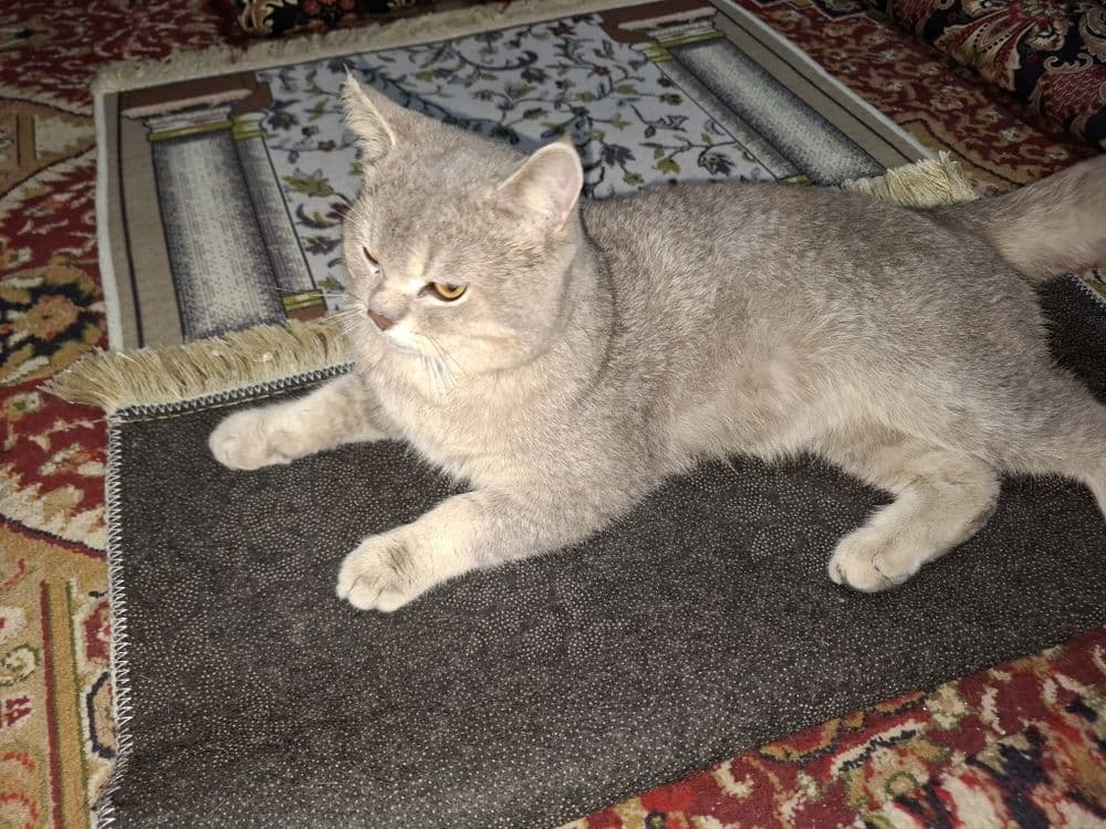 Zotli mushuk oʻg'ilbola 1 yosh — 3