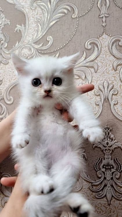 Serebrestiy shinshilla — 3