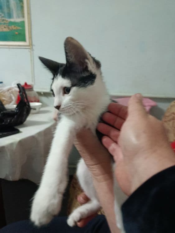 Пристраивается котёнок в добрые, ответственные руки — 2