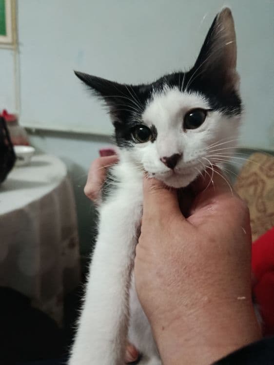 Пристраивается котёнок в добрые, ответственные руки — 3