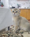 шиншилла котёнок, шиншила 1та киз бола мушукча колди