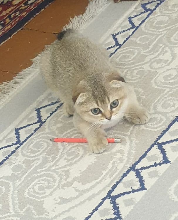 шиншилла котёнок, шиншила 1та киз бола мушукча колди — 2