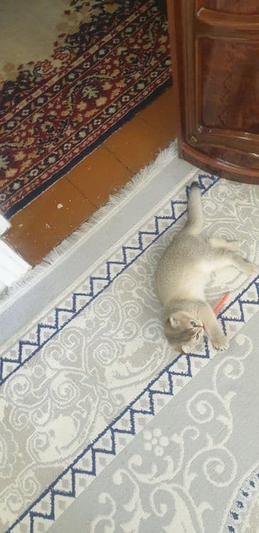 шиншилла котёнок, шиншила 1та киз бола мушукча колди — 5