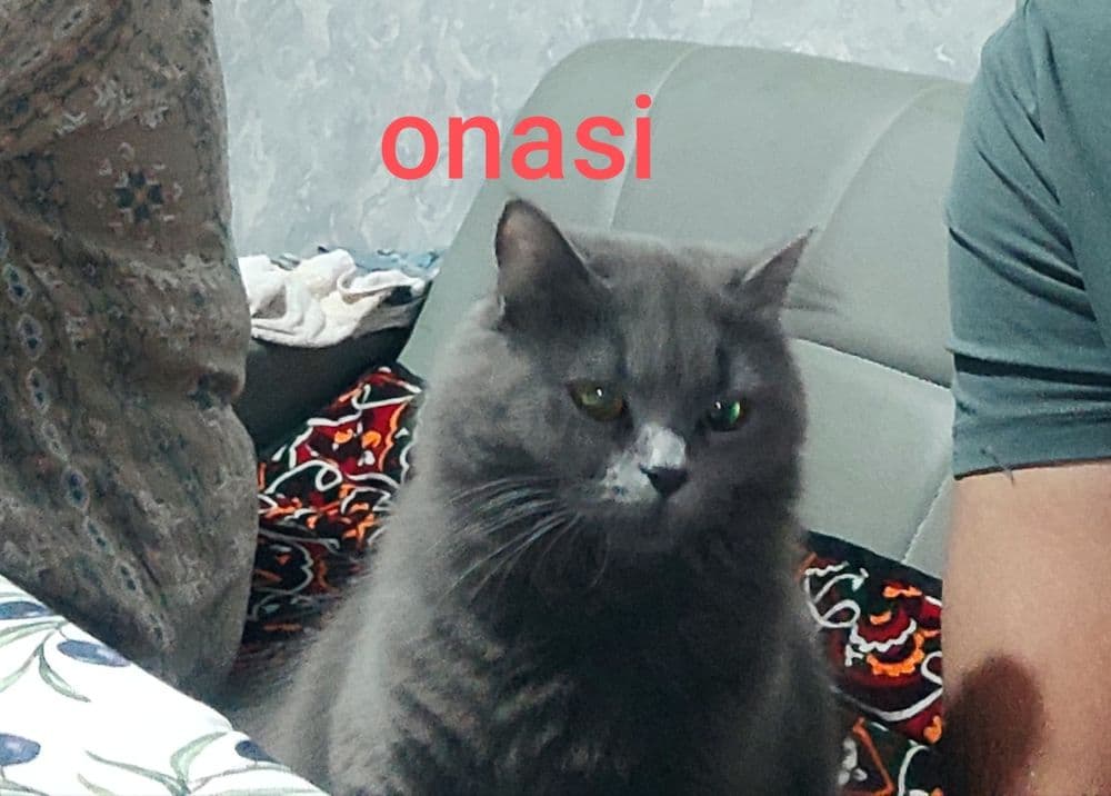 Mushuk britanski qiz 2 oylik — 4