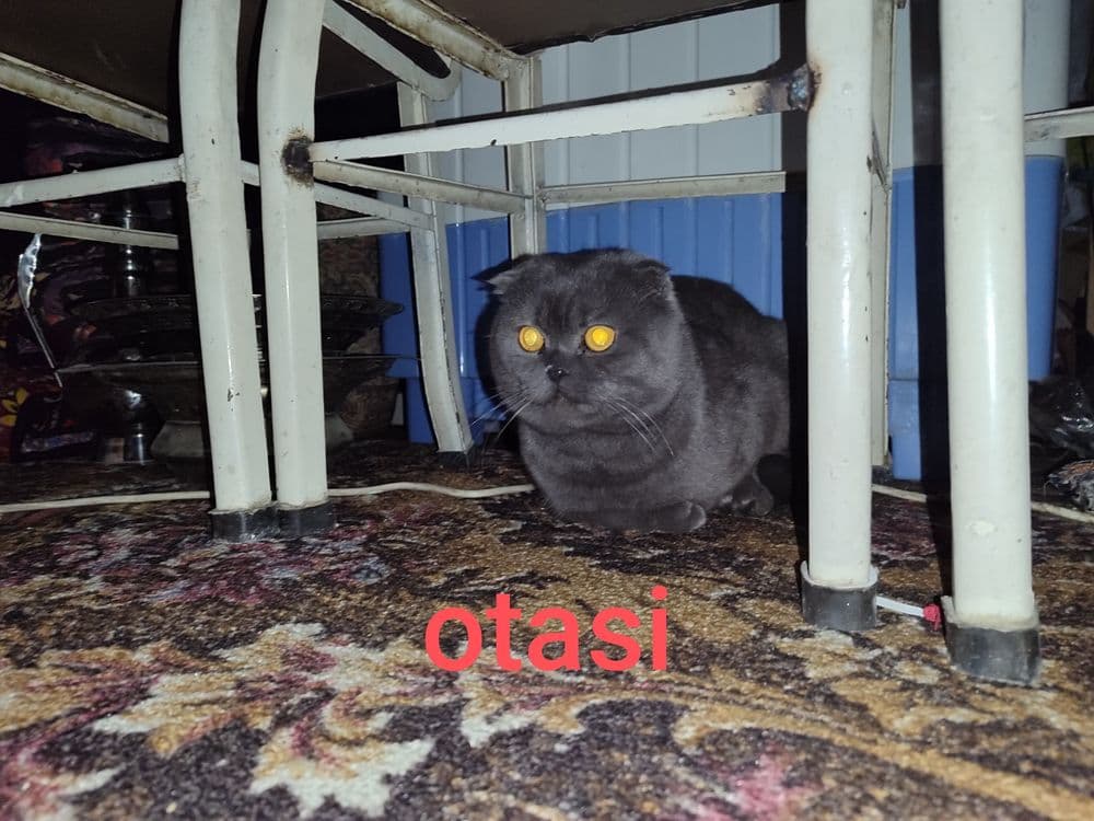 Mushuk britanski qiz 2 oylik — 5