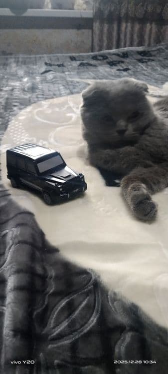 Британ мушук тоза парода — 2
