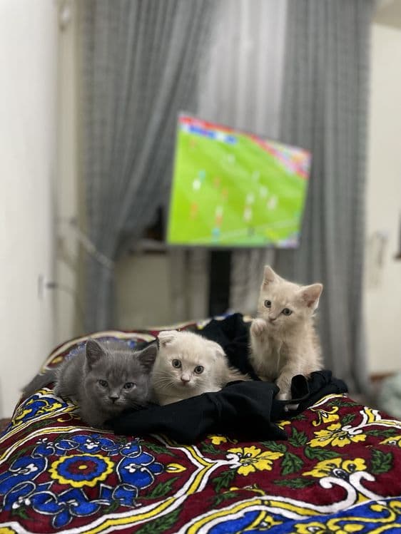 Скотиш фолд & Скотиш страйт — 2