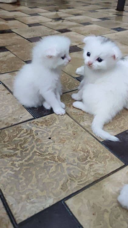 3oylik Mushukcha — 2