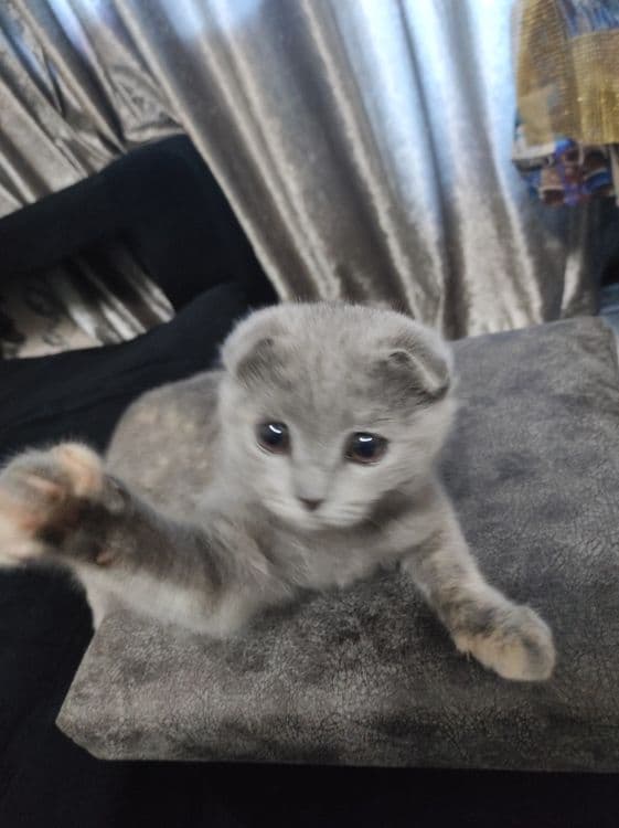 Scottish fold очень активная — 2