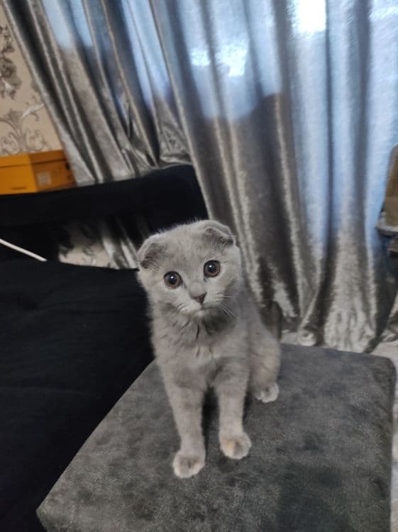 Scottish fold очень активная — 3