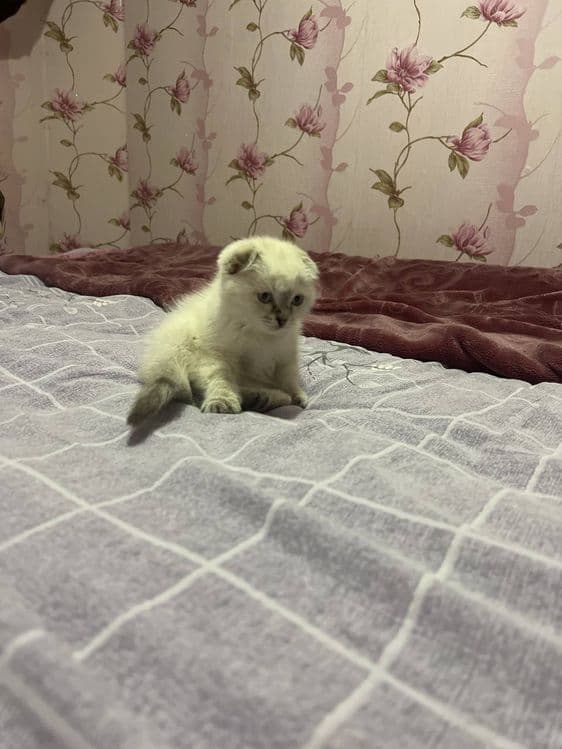 Mushuk sotiladi. Scottish fold chinchilla zotiga mansub. — 2