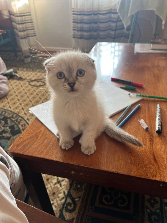 Mushuk sotiladi. Scottish fold chinchilla zotiga mansub. — 3