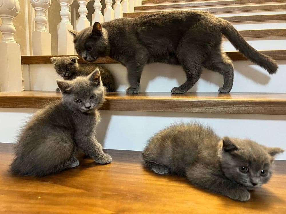 Скоттиш страйт мушукчалари сотилади — 1