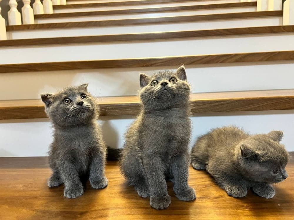 Скоттиш страйт мушукчалари сотилади — 2