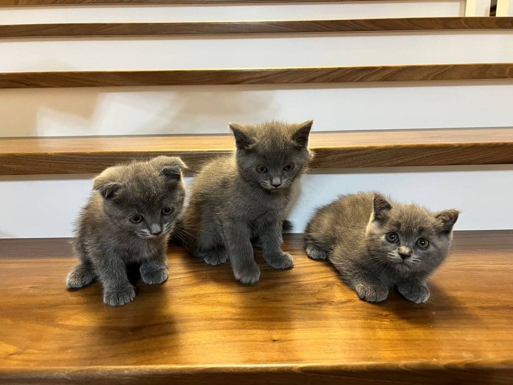 Скоттиш страйт мушукчалари сотилади — 3