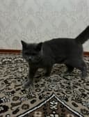 Scottish Fold o'g'il va Scottish stright qiz bola mushuklar