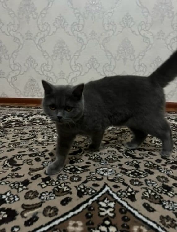Scottish Fold o'g'il va Scottish stright qiz bola mushuklar — 1