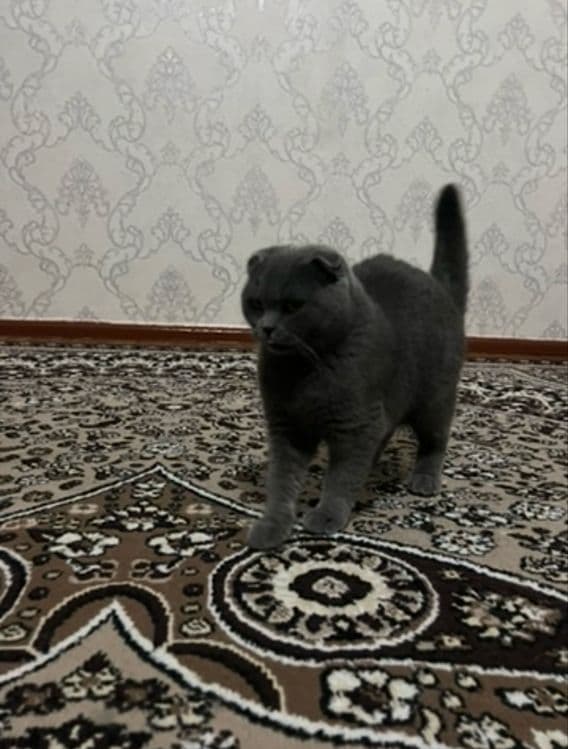 Scottish Fold o'g'il va Scottish stright qiz bola mushuklar — 2
