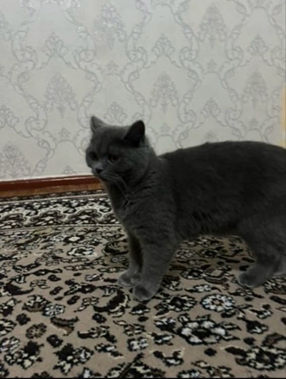 Scottish Fold o'g'il va Scottish stright qiz bola mushuklar — 3