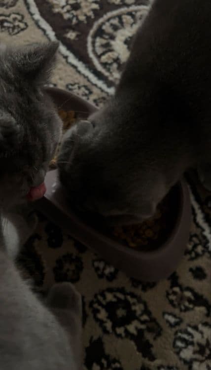 Scottish Fold o'g'il va Scottish stright qiz bola mushuklar — 4