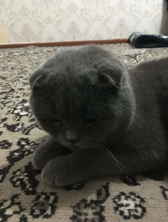 Scottish Fold o'g'il va Scottish stright qiz bola mushuklar — 6