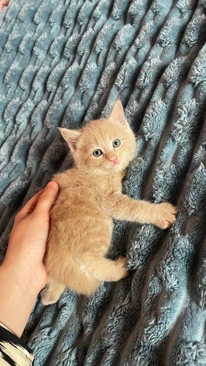 Продаются котята — 3