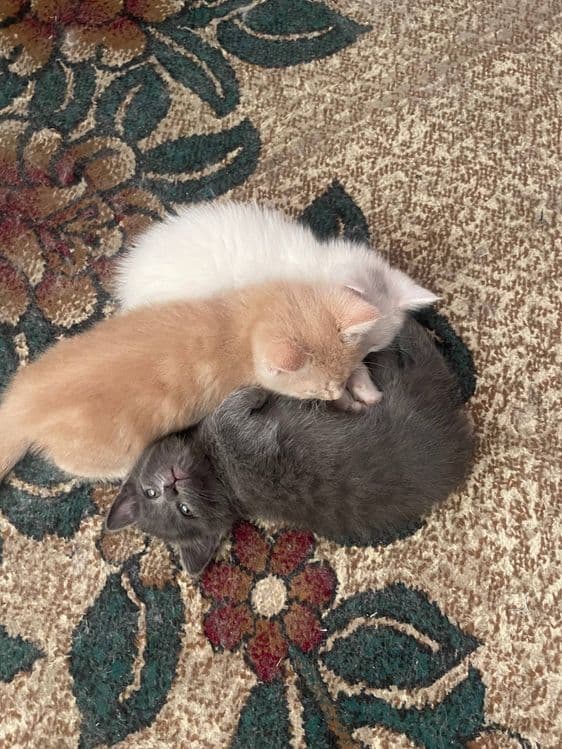 Продаются котята — 5