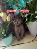 Чистокровные Шотландские котята,ПРАВИЛЬНАЯ ВЯЗКА