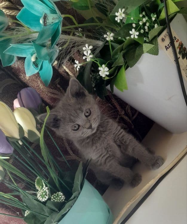 Чистокровные Шотландские котята,ПРАВИЛЬНАЯ ВЯЗКА — 2