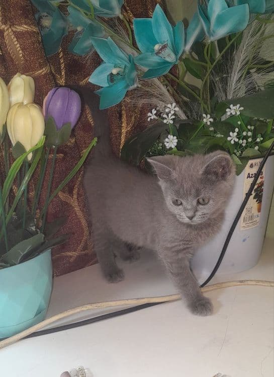 Чистокровные Шотландские котята,ПРАВИЛЬНАЯ ВЯЗКА — 3