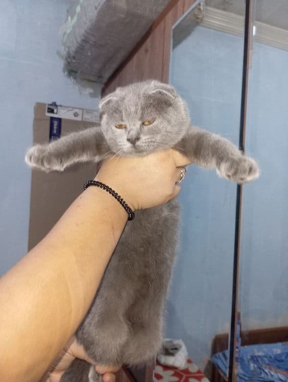 кошка страйд фолд — 2