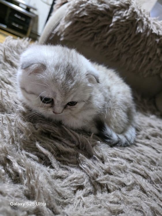 Шиншилла мушук сотилади — 2