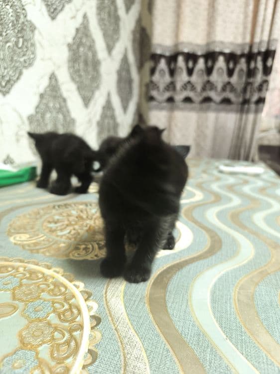 Мушукчаларимиз сотилади — 4
