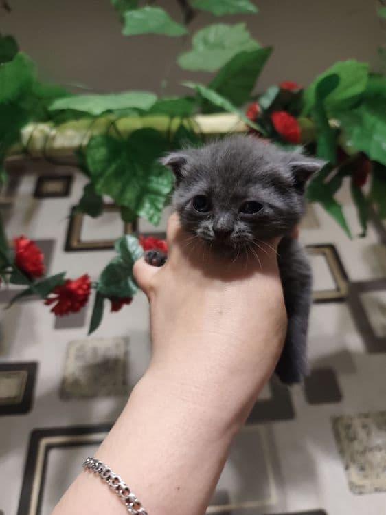 Ширинтой мушукчаларимиз сотилади — 5