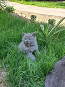 Scottish fold va scotish strayt 1,5oylik