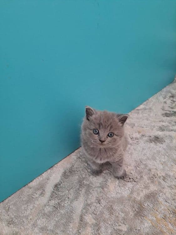 Scottish fold va scotish strayt 1,5oylik — 2