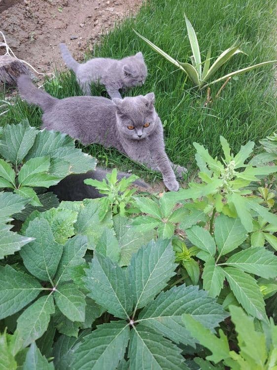 Scottish fold va scotish strayt 1,5oylik — 3
