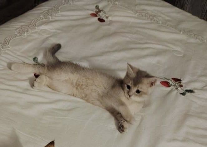 Серибристий шиншилла мушукча сотилади — 4