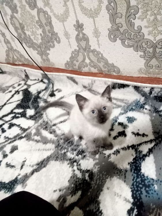 Животные кошка 2 месяца возможен торг очень хороший котик  возраст — 2