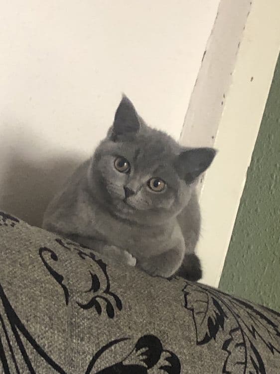 Кошка британского прохождение — 1