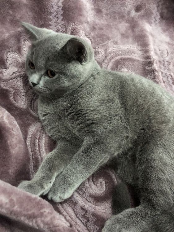 Кошка британского прохождение — 2