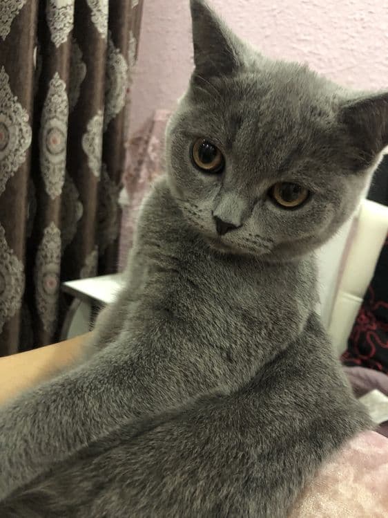 Кошка британского прохождение — 3