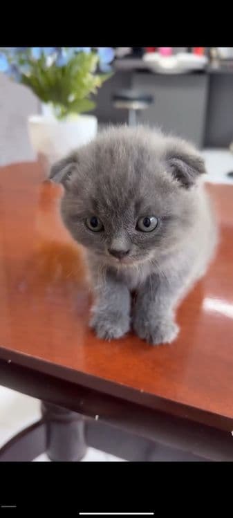 Scottish Fold sotiladi — 2