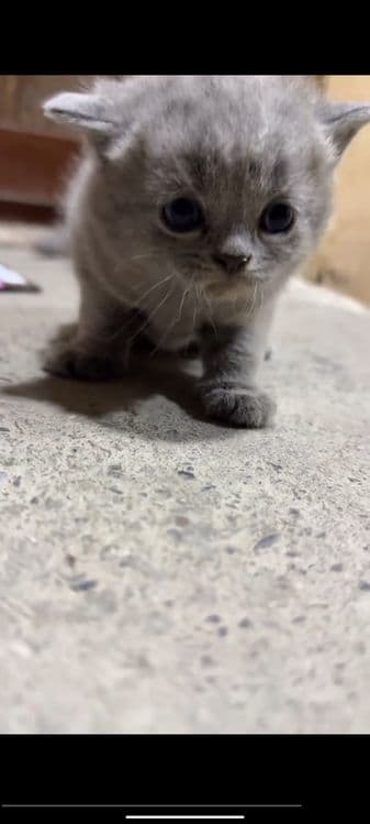 Scottish Fold sotiladi — 3