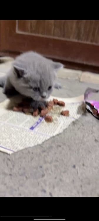 Scottish Fold sotiladi — 4